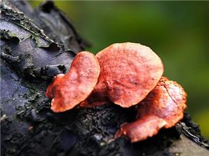 【源宇生物科技】為什么破壁靈芝孢子粉小孩不能吃？